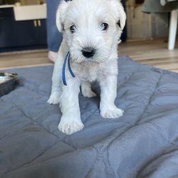 Miniature Schnauzer Puppies from Miles Family Schnauzers