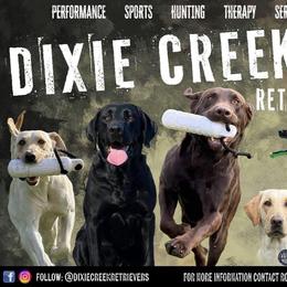 Labrador Retrievers from Dixie Creek Retrievers