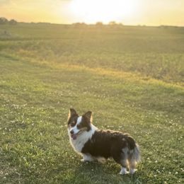 Ivy - Pembroke Welsh Corgi