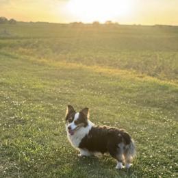 Ivy - Pembroke Welsh Corgi