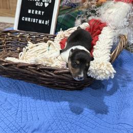 Jayda - Black white and tan female Collie puppy in Beaver, Oklahoma from Lawson’s Lassies