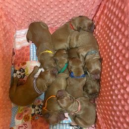 Girl 3 - female Golden Retriever puppy in Portland, Oregon from Joyfully Golden