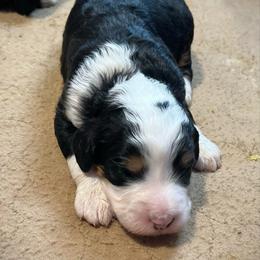Freedom - Tri-color female Bernedoodle puppy in Kansas City, Missouri from Beary GoldenDoodles