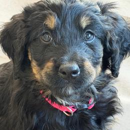 Boo - Tri-color female Bernedoodle puppy in Phelan, California from PuppyPaws4U