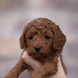Cooper (grey collar) - Red male Cavapoo puppy in Concord, California from Lipscomb Doodles