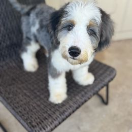 Beau - Merle male Bernedoodle puppy in Danielsville, Georgia from Meg's Doodles and Poodles