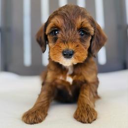 Hazel - Chocolate female Goldendoodle puppy in Auburn, Indiana from Martin’s Doodles