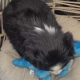 Tom - Black tri male Miniature Australian Shepherd puppy in Lincoln, California from Elegant Aussies