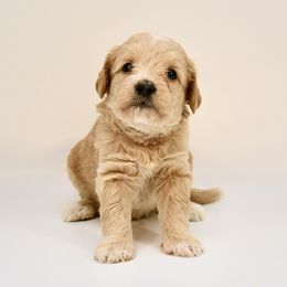 Brooklyn - Cream female Goldendoodle puppy in Dayton, Ohio from Perks Court Doodles