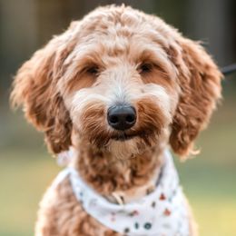 Ember - Goldendoodle