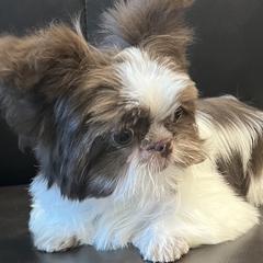 Mi-Kis from By Design Mi-Ki’s