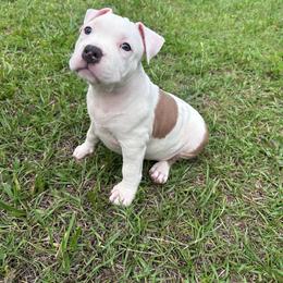 Carolina - Blue fawn female American Staffordshire Terrier puppy in Marietta, Georgia from Ambition Amstaffs