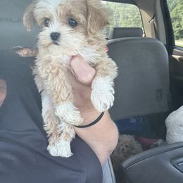 Goldendoodle, Maltipoo, and Yorkipoo Puppies from Doodle Pups Fur-Ever