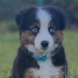 Toy Australian Shepherds from Paradise Kennel