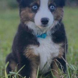 Toy Australian Shepherds from Paradise Kennel