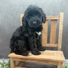 Cher - Black female Australian Labradoodle puppy in Denton, Texas from Liberty Hill Labradoodles