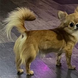 Leche - Chihuahua