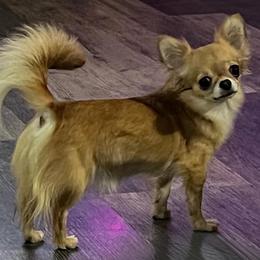 Leche - Chihuahua