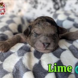 Lime Boy - Merle male Shihpoo puppy in Rockledge, Florida from Stormie's Doodles