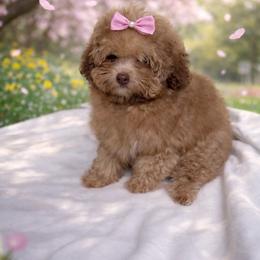 AKC Lady - Cafe au lait female Poodle puppy in Hernando Beach, Florida from Minipupps
