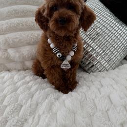 Apple - Poodle
