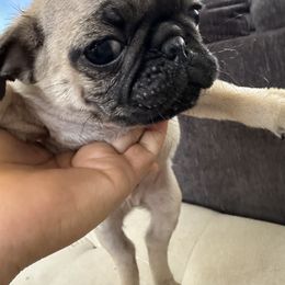 French Bulldog and Pug Puppies from Frankspugs72
