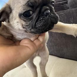 French Bulldog and Pug Puppies from Frankspugs72