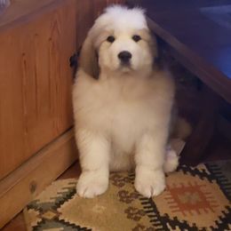 Great Pyrenees Puppies from Prospect Pyrenees