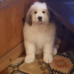 Great Pyrenees Puppies from Prospect Pyrenees