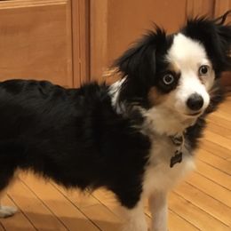 Charlotte - Miniature Australian Shepherd