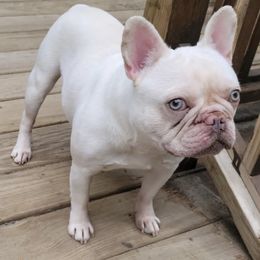 Nature - French Bulldog