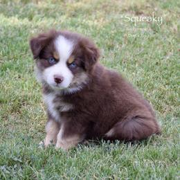 Squeaky - Red tri male Miniature Australian Shepherd puppy in Evant, Texas from Lazy VT Bar Ranch
