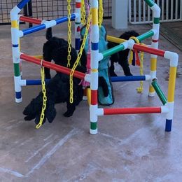 Poodle Puppies from Cabernet Standard Poodles