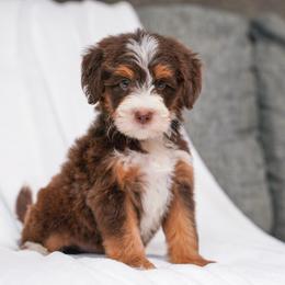 Cowboy (chocolate tricolor) - Chocolate merle male Bernedoodle puppy in Dundee, Ohio from Down Home Doodle