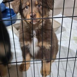 Grey collar boy - Red tri-color male Australian Shepherd puppy in Rainsville, Alabama from Chaparro Farm