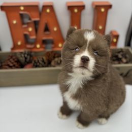 Kavik - Brown and white male Siberian Husky puppy in Columbus, Nebraska from Happy Howlin' Smokey Mountain Huskies
