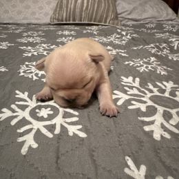 STAR - Cream female French Bulldog puppy in Eaton, Ohio from Highley’s  Frenchies