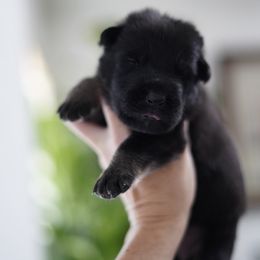 Zephyr - Bi-color male German Shepherd puppy in Coarsegold, California from Yosemite Shepherds