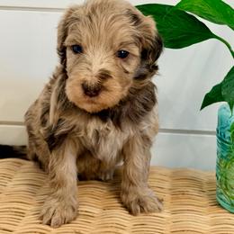 Posie - Merle female Goldendoodle puppy in Livermore, Colorado from Heritage Hills Family Doodles