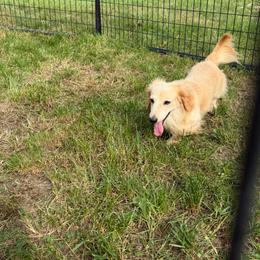 Baymax - Cream male Dachshund puppy in Stuart, Iowa from Johnson Family Paws