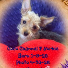 Maltese, Morkies, and Yorkshire Terriers from Malteseuluv’s Tiny Treasurers