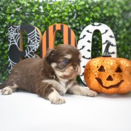 Harvest - AKC - Chocolate and tan male Chihuahua puppy in Bulls Gap, Tennessee from Smokey Mountain Chihuahuas
