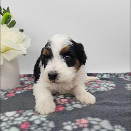 Rose - Black and white female Bernedoodle puppy in Granton, Wisconsin from Rose River Farms