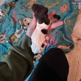 Boy 1 - Liver roan male German Shorthaired Pointer puppy in Greenwood, New York from Fur and Feather Kennels