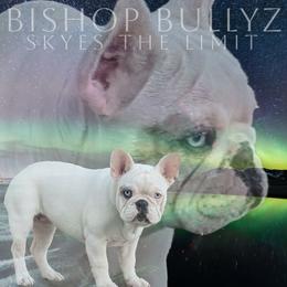 Skye - French Bulldog