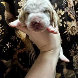 Zevra - Lemon and white female Basset Hound puppy in Bellaire, Ohio from Blessed Bassets