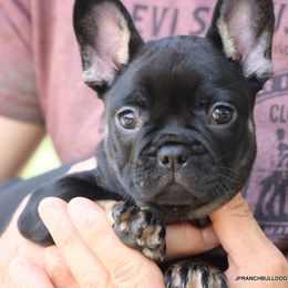 Cody - Black and tan male French Bulldog puppy in Winnsboro, Texas from JP Ranch Bulldogs