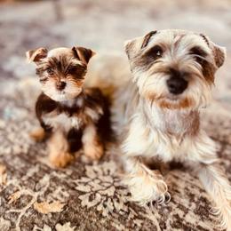 Tako - Miniature Schnauzer