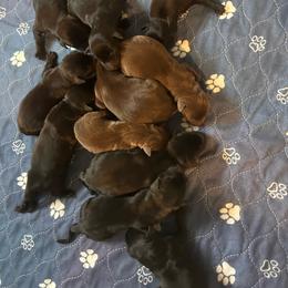 Girl 1 - Black female Labrador Retriever puppy in Four Oaks, North Carolina from TLC Retrievers