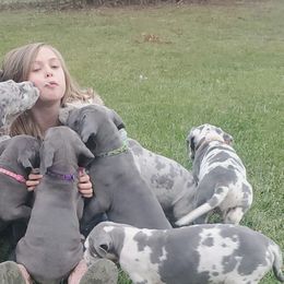 Great Danes from Swanger Danes